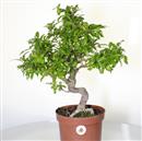 <b>Melograno Nejikan P/B</b> Esemplare Unico cm 45-99,00 €