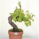 <b>Vite P/B</b> Esemplare Unico cm 50-99,00 €