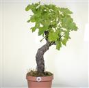 <b>Vite P/B</b> Esemplare Unico cm 65-99,00 €