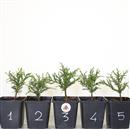 <b>Sequoia Gigante Mini P/B</b> Scegli l'esemplare - cm 15-14,90 €