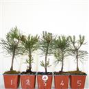 <b>Pino Nero Mini P/B</b> Scegli l'Esemplare - cm 25-9,90 €