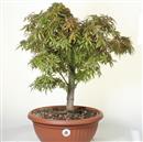 <b>Acero Yama P/B</b> Esemplare Unico cm 54-120,00 €