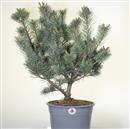 <b>Pino a 5 Aghi P/B</b> Esemplare Unico cm 58-98,00 €