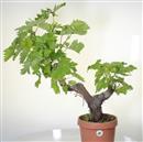 <b>Vite P/B</b> Esemplare Unico cm 62-99,00 €