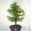 <b>Metasequoia P/B</b> Esemplare Unico cm 70-150,00 €
