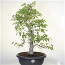 <b>Bagolaro P/B</b> Esemplare Unico cm 62-280,00 €