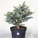 <b>Abete del Colorado P/B</b> Esemplare Unico cm 52-130,00 €