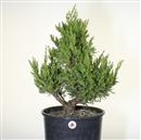 <b>Ginepro Spartan P/B</b> Esemplare Unico cm 60-160,00 €