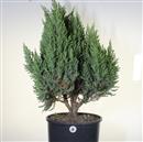 <b>Ginepro Rigida</b> P/B Esemplare Unico cm 75-260,00 €