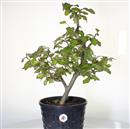 <b>Albero Pagoda P/B</b> Esemplare Unico cm 55-97,00 €