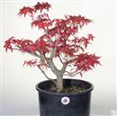 <b>Acero Deshojo P/B</b> Esemplare Unico cm 55-198,00 €