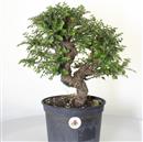 <b>Olmo Giapponese Seiju P/B</b> Esemplare Unico cm 40-97,00 €