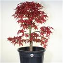 <b>Acero Deshojo P/B</b> Esemplare Unico cm 74-260,00 €