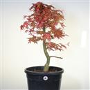 <b>Acero Deshojo P/B</b> Esemplare Unico cm 73-240,00 €