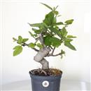 <b>Fico P/B</b> Esemplare Unico cm 45-98,00 €