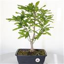 <b>Magnolia Stellata P/B</b> Esemplare Unico cm 45-99,00 €