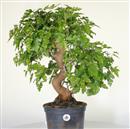 <b>Gelso P/B</b> Esemplare Unico cm 56-140,00 €