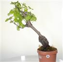 <b>Vite P/B</b> Esemplare Unico cm 61-99,00 €