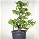 <b>Carpino Nero P/B</b> Esemplare Unico cm 76-280,00 €