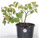 <b>Albero di Giuda P/B</b> Esemplare Unico cm 38-39,00 €