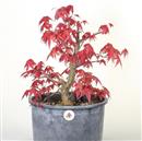 <b>Acero Deshojo P/B</b> Esemplare Unico cm 51-198,00 €