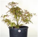 <b>Acero Sango Kaku P/B</b> Esemplare Unico cm 60-198,00 €