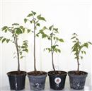 <b>Zelkova Serrata Mini P/B</b> Esemplare Unico - cm 30-12,90 €