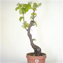 .<b>Vite P/B</b> Esemplare Unico cm 59-99,00 € novi