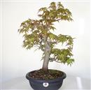 <b>Acero Yama P/B</b> Esemplare Unico cm.55-240,00 €