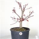 <b>Acero Deshojo P/B</b> Esemplare Unico cm 50-198,00 € novi