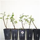 <b>Melo Everest Mini P/B</b> Scegli l'Esemplare - cm 25-14,90 €