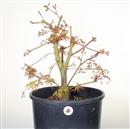 <b>Acero Sango Kaku P/B</b> Esemplare Unico cm 60-198,00 € novi