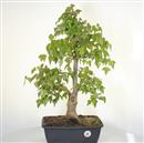 <b>Acero Tridente P/B</b> Esemplare Unico cm 63-298,00 €