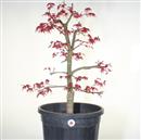 <b>Acero Deshojo P/B</b> Esemplare Unico cm 74-260,00 €