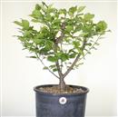 <b>Albicocco Giapponese Bianco P/B</b> cm 55-145,00 €