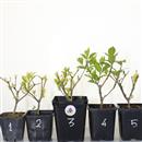 <b>Callicarpa Mini P/B</b> Scegli  l'Esemplare - cm 20-9,90 €