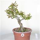 <b>Melograno P/B</b> Esemplare Unico cm 42-140,00 €