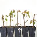 <b>Acero Tridente Mini P/B</b> Scegli l'Esemplare - cm 30-14,90 €