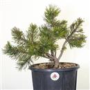 <b>Pino Mugo P/B</b> Esemplare Unico cm 40-45,00 €