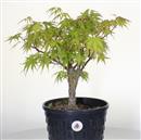 <b>Acero Corticosa Arakawa P/B</b> Esemplare Unico cm 43-97,00 €