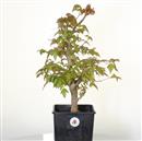 <b>Acer-o Tridente P/B</b> Esemplare Unico cm 50-120,00 €