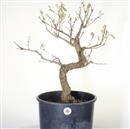 <b>Quercia P/B</b> Esemplare Unico cm 65-198,00 € novi