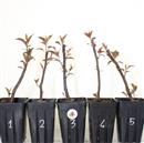 <b>Melo Coccinella Mini P/B</b> Scegli l'Esemplare cm 30-14,90 €