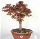 <b>Acero Katsura P/B</b> Esemplare Unico cm 54-97,00 €