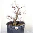 <b>Acero Deshojo P/B</b> Esemplare Unico cm 46-198,00 €