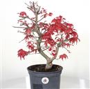 <b>Acero Deshojo P/B</b> Esemplare Unico cm 45-150,00 €