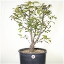 <b>Albicocco Giapponese Rosa P/B</b> Esemplare Unico cm 61-145,00 €