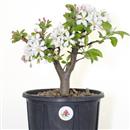 <b>Melo Halliana P/B</b> Esemplare Unico cm 33-49,00 €