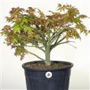 <b>Acero Little Princess P/B</b> Esemplare Unico cm 50-160,00 €