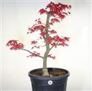 <b>Acero Deshojo P/B</b> Esemplare Unico cm 75-260,00 €